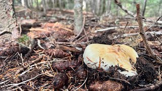 Matsutake Pine Mushroom Hunting [upl. by Delanty]