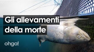 Gli allevamenti della morte salmoni senza occhi e divorati dai pidocchi [upl. by Andriette392]