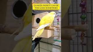 Quaker Parrot sounds can be very loud quakerparrot monkparakeet [upl. by Lairea]