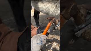 Farrier fitting iron shoes on donkeys hooves animals [upl. by Toole]