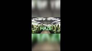 Strains of Yesterday  HAZE [upl. by Yeniffit117]