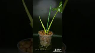 super amazing time lapse of monstera albo [upl. by Huei]