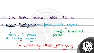 Regarding Bthuringiensis and Bt cotton correct statements are A Bt enters the foregut of the [upl. by Fritze]