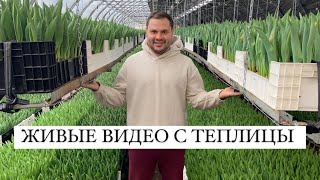 Живые видео с теплицы Тюльпаны оптом к 8 марта 🌷 [upl. by Yecaw]