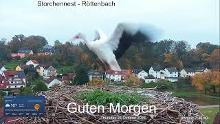 2024 10 24 Storchennest Röttenbach Guten Morgen da hüpft ja ein Rötti freudig im Nest rum👍🤣 [upl. by Mandel]