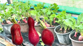 How To Grow Round Red Radish from Seeds to Harvest [upl. by Guidotti254]