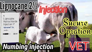 Lignocane Injection Uses In Hindi  Lignocane 2 Numb injection पशु को सून्न कैसै करे जानकारी [upl. by Judie]