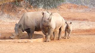 Black Rhinoceros Diceros bicornis or Hookedlipped Rhinoceros [upl. by Denver]