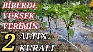 Biberde Yüksek Verim Ve Kalitenin 2 Altın Kuralı [upl. by Zarla]