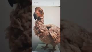 dodo Bird caught on camera🦤 [upl. by Nodearb]