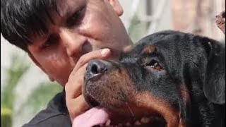 Shurveer Dog Kennel Visit Haryana visit [upl. by Atived]