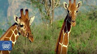 The gerenuk and their extraordinary adaptation to the lack of rain [upl. by Trabue975]