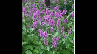 Stachys Hummelo [upl. by Reiter886]