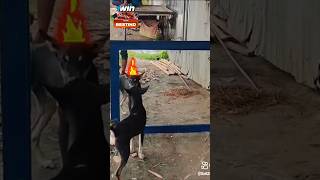 Doge mirror 🪞 reactions 😮 funny dogprank animals [upl. by Emelen]