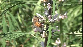 Yi Mu Cao  益母草  Leonurus japonicus [upl. by Lekym]