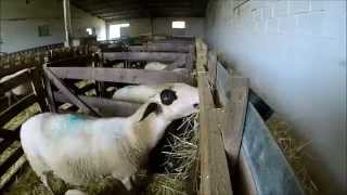 GoPro Une journée à la ferme durant lagnelage  Automne 2015 [upl. by Redneval]