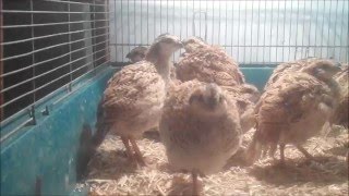 Young Mexican Speckled Bobwhite Quail [upl. by Odnanreh]