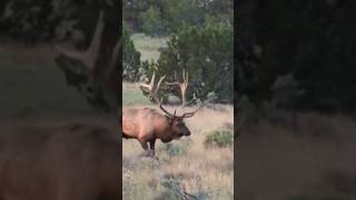 400 Inch Bull Shot with Archery in September short elk hunting [upl. by Moersch]