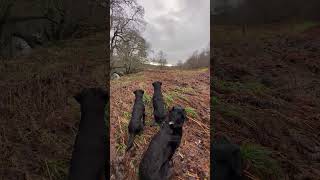 Picking up with a team of Labrador Retrievers Pheasant Shooting Gundogs [upl. by Lipinski]