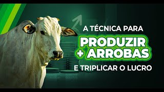 Como aumentar o LUCRO na Pecuária Produza mais arrobas com Menos Área [upl. by Brittani]