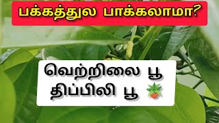 வெற்றிலை பூ திப்பிலி பூ செடியின் 🪴வித்யாசம் பாக்கலாமா l வேடிக்கை பார்க்கலாம் Vedikai [upl. by Gottuard825]