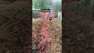 Pupuk dasar kulit bawang merah shorst garden kebun gardening [upl. by Sapphira11]