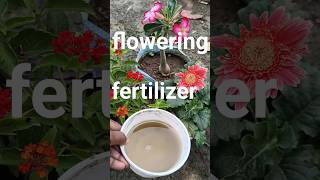 flowering plant fertilizerbest garden fertilizer [upl. by Akimrehs]