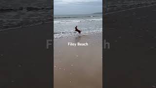 Filey Beach October 2024 workingcockerspaniel filey travel [upl. by Nakashima]