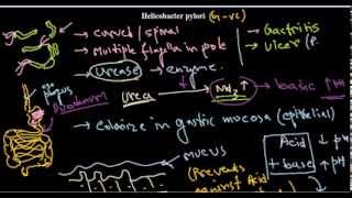 Helicobacter pylori introduction [upl. by Aliuqat507]