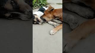 Dog play youtubeshorts funny doglovers funnyanimal dog [upl. by Sabas]