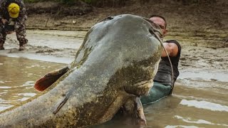 Monster Italian Catfish caught on camera  HD by Yuri Grisendi [upl. by Mashe845]