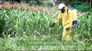 ¿Cómo manejar las plagas en el cultivo de maíz [upl. by Ydnerb911]