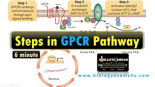 Structure of G Protein Coupled Receptor GPCR Steps in G Protein Coupled Receptor Pathway [upl. by Airot]