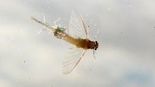 Mayflies Molting [upl. by Ellie]