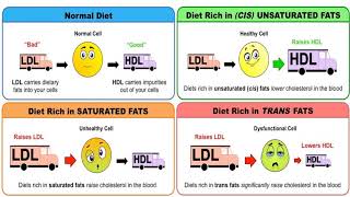 Lecture 6 Part 1 Antihyperlipidemic drugs Karmalawy [upl. by Woolson]