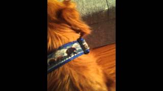 How to Properly Apply Frontline Flea And Tick Medicine To Your Dog [upl. by Enella]