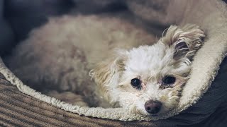 Chipoo  Chipoo puppy  Chihuahua Poodle mix  Top 13 facts [upl. by Guillema293]