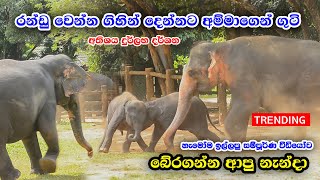 පැංචෝ දෙන්න⁣ගේ රන්ඩු බෙරන නැන්දා  Sajjana And Dissa Baby Elephants Pinnawala [upl. by Erdnassac]