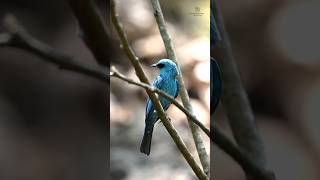 Connect Share Inspire  Verditer Flycatcher bird birds birdlovers NatureattheBest [upl. by Corinne]