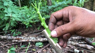 How To Graft   Grafting Branch Tree With Sprout Tree 123  Wrapped [upl. by Jarlen]