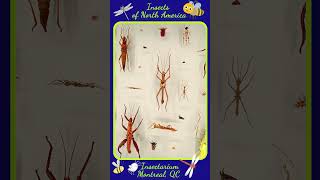 Insects Collection in Insectarium shortvideo shorts [upl. by Ljoka]