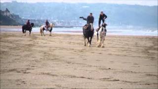 FIRFOL Plage voltige avec les Irish cob 2013 [upl. by Gord881]