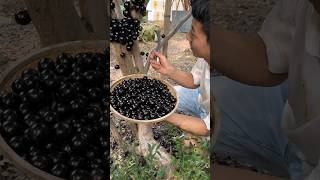 Jaboticaba fruit farm and cutting so fresh fruit fresh 2024 [upl. by Yoral]