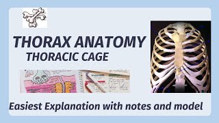 Thorax Anatomy  Ribs Sternum Vertebrae Thoracic Cavity  Thoracic Cage [upl. by Erde]