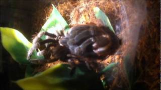 Aphonopelma sp Texas Tarantula molting [upl. by Horbal155]