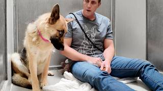 Watch German Shepherds Reaction to “Good Girl” in Another Language [upl. by Barrada104]