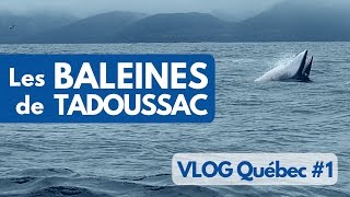 On a vu les BALEINES à TADOUSSAC au CANADA  VLOG Québec 1 [upl. by Mcnair]