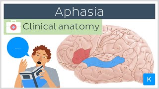 Aphasia Wernickes vs Brocas  Clinical Anatomy  Kenhub [upl. by Gertrudis]