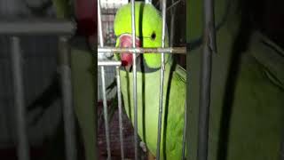 Green parrot pqrrotgreenparrotnewnewvideoviralnewtoutubeshort [upl. by Charlton]