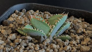 20240904 アガベ・チタノタ 皇冠台湾Lize産005｜agave titanota Crown [upl. by Byron]